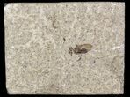 Fossil March Fly (Plecia) - Green River Formation #47162-1